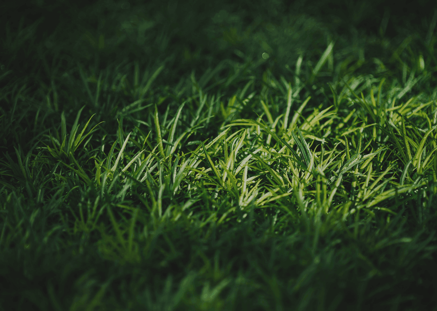 rasen  und rollrasenverlegung in hamburg